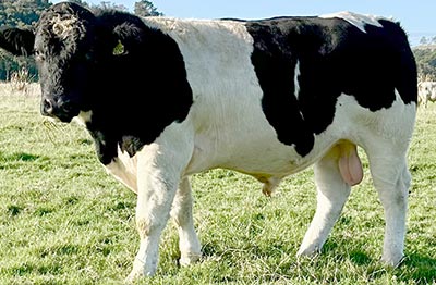 Belgian Blue Bull - Woodleigh 2209