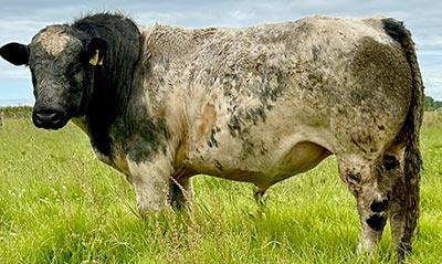 Belgian Blue Bull - Woodleigh 2216