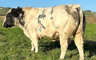 Belgian Blue Bull - Woodleigh 2223