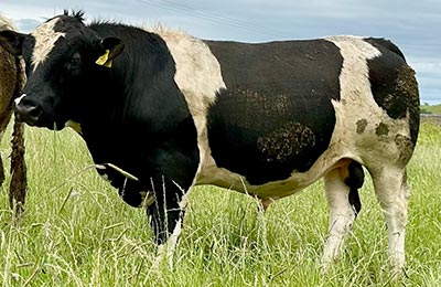 Belgian Blue Bull - Woodleigh 2233