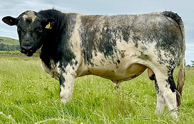 Belgian Blue Bull - Woodleigh 2236