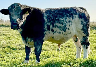 Belgian Blue Bull - Woodleigh 2243