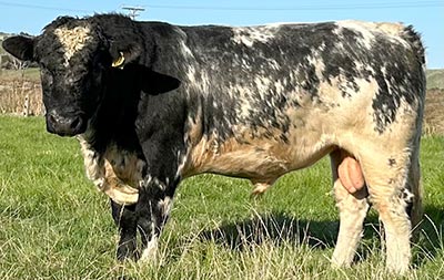 Belgian Blue Bull - Woodleigh 2268