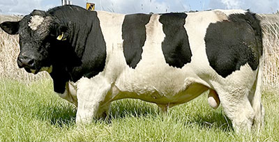 Belgian Blue Bull - Woodleigh 3307