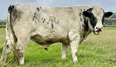 Belgian Blue Bull - Woodleigh 3312
