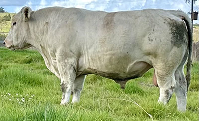 Belgian Blue Bull - Woodleigh 3314