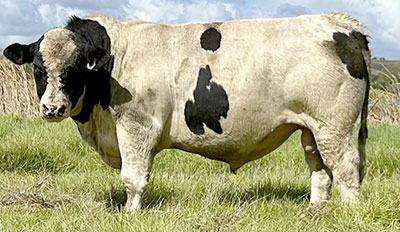 Belgian Blue Bull - Woodleigh 3317