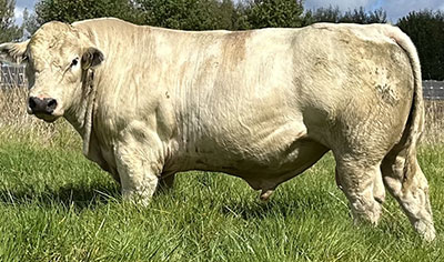 Belgian Blue Bull - Woodleigh 3328