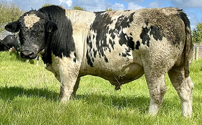 Belgian Blue Bull - Woodleigh 3329