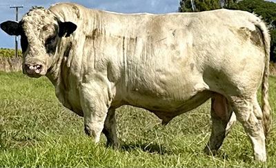 Belgian Blue Bull - Woodleigh 3337
