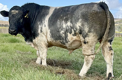 Belgian Blue Bull - Woodleigh 3347