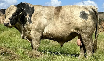 Belgian Blue Bull - Woodleigh 3349