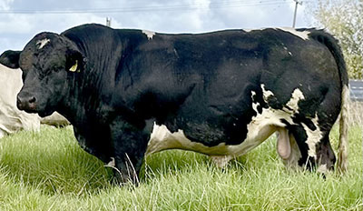 Belgian Blue Bull - Woodleigh 3363