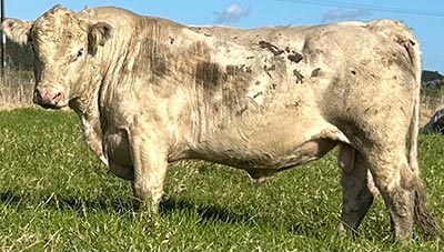 Belgian Blue Bull - Woodleigh 4420