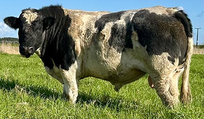 Belgian Blue Bull - Woodleigh 4423