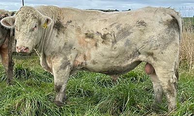 Belgian Blue Bull - Woodleigh 4437