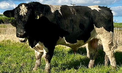 Belgian Blue Bull - Woodleigh 4439