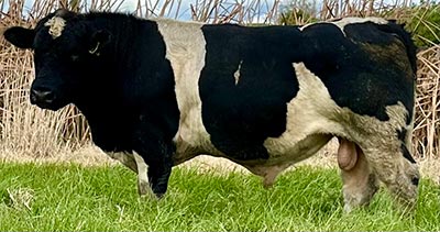 Belgian Blue Bull - Woodleigh 4445