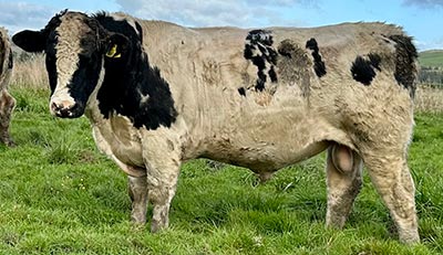 Belgian Blue Bull - Woodleigh 4468