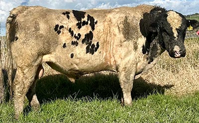Belgian Blue Bull - Woodleigh 4474