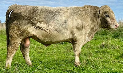 Belgian Blue Bull - Woodleigh 4488