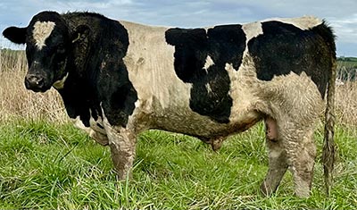 Belgian Blue Bull - Woodleigh 4491