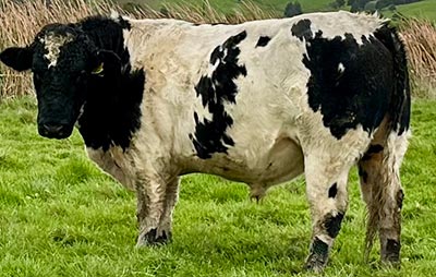 Belgian Blue Bull - Woodleigh 4495