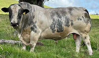 Belgian Blue Bull - Woodleigh Elegance