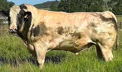 Belgian Blue Bull - Woodleigh Freshman