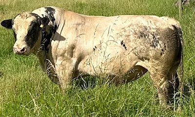Belgian Blue Bull - Woodleigh Groomsman