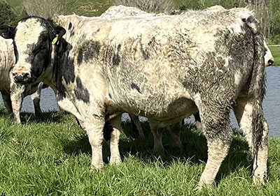 Belgian Blue Bull - Woodleigh 4404