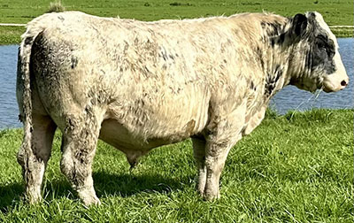 Belgian Blue Bull - Woodleigh 4422
