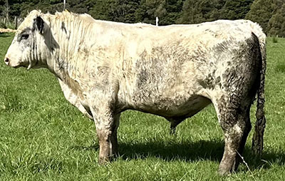 Belgian Blue Bull - Woodleigh 4436