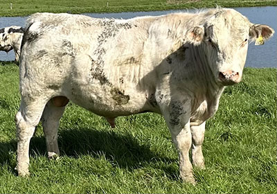 Belgian Blue Bull - Woodleigh 4437