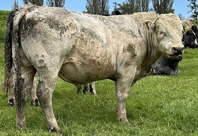 Belgian Blue Bull - Woodleigh 4438