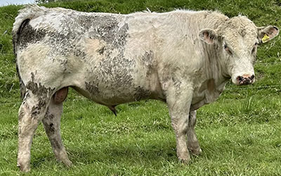 Belgian Blue Bull - Woodleigh 4461