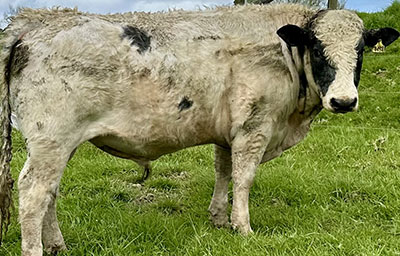 Belgian Blue Bull - Woodleigh 4464