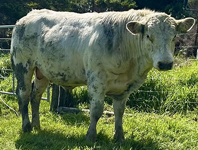 Belgian Blue Bull - Woodleigh 4466