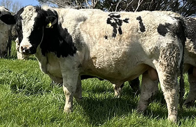Belgian Blue Bull - Woodleigh 4468