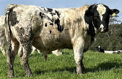 Belgian Blue Bull - Woodleigh 4474