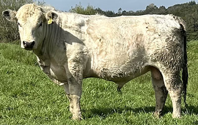 Belgian Blue Bull - Woodleigh 4499